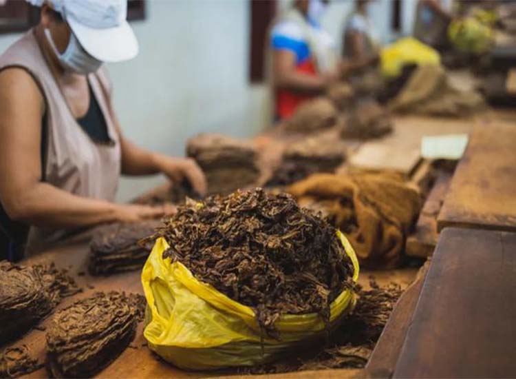 【润康】磨煤机磨辊与您分享：烟草在中国发展史：吸烟有害，为何戒不掉